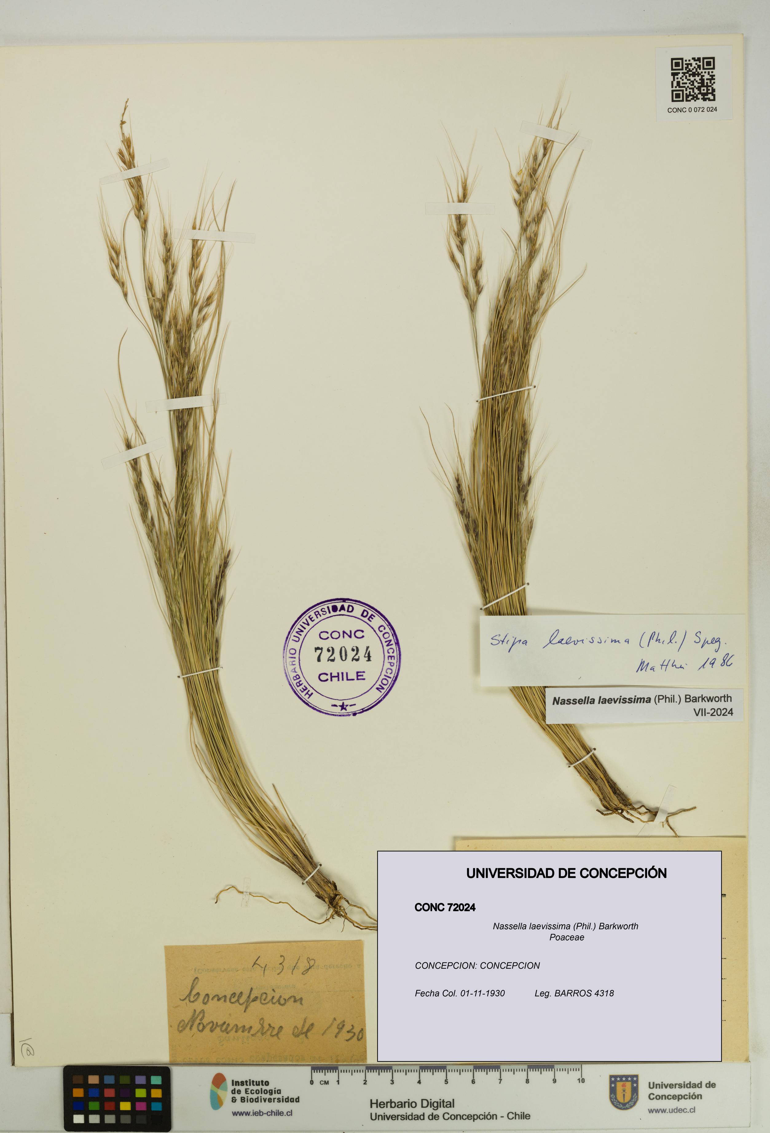 Nassella laevissima [Espécimen: UDEC:CONC:0072024]