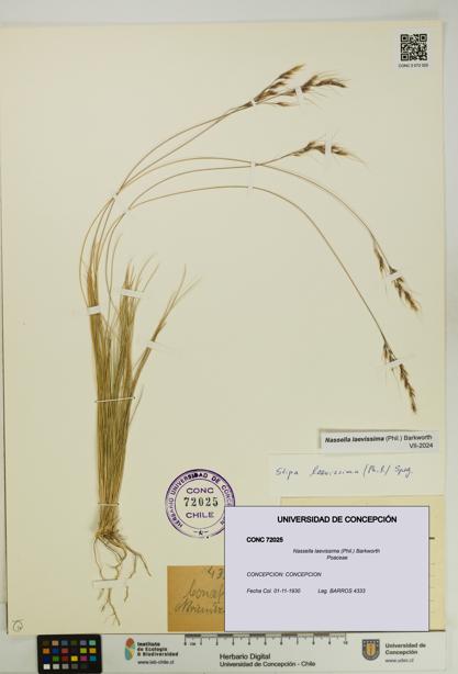 Nassella laevissima [Espécimen: UDEC:CONC:0072025]