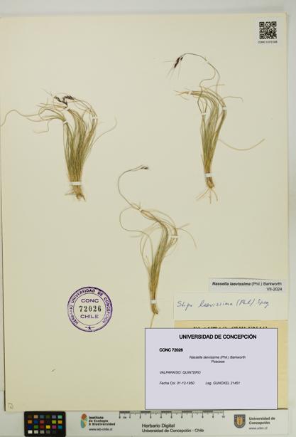 Nassella laevissima [Espécimen: UDEC:CONC:0072026]