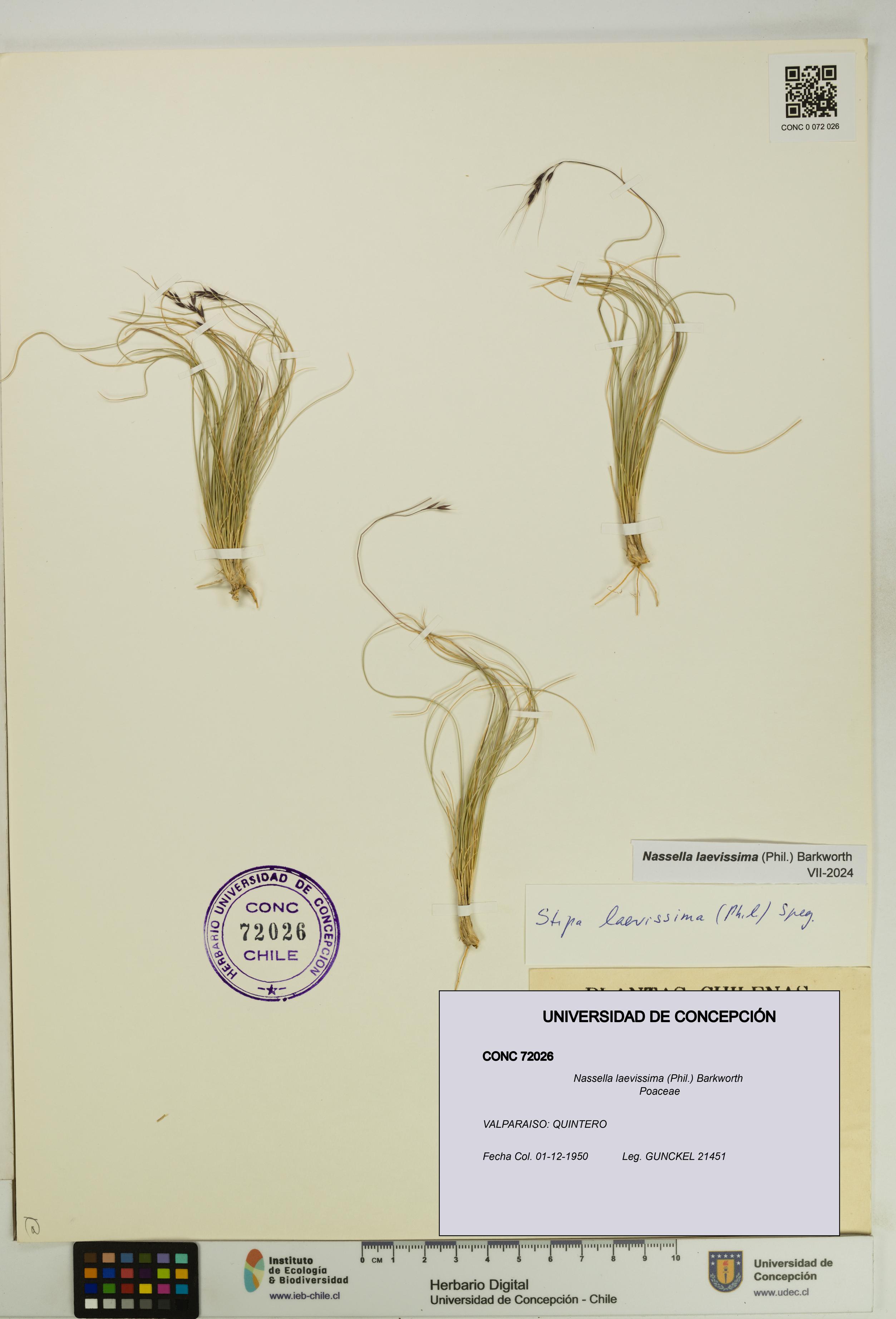 Nassella laevissima [Espécimen: UDEC:CONC:0072026]