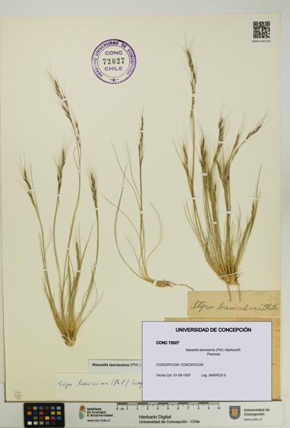 Nassella laevissima [Espécimen: UDEC:CONC:0072027]