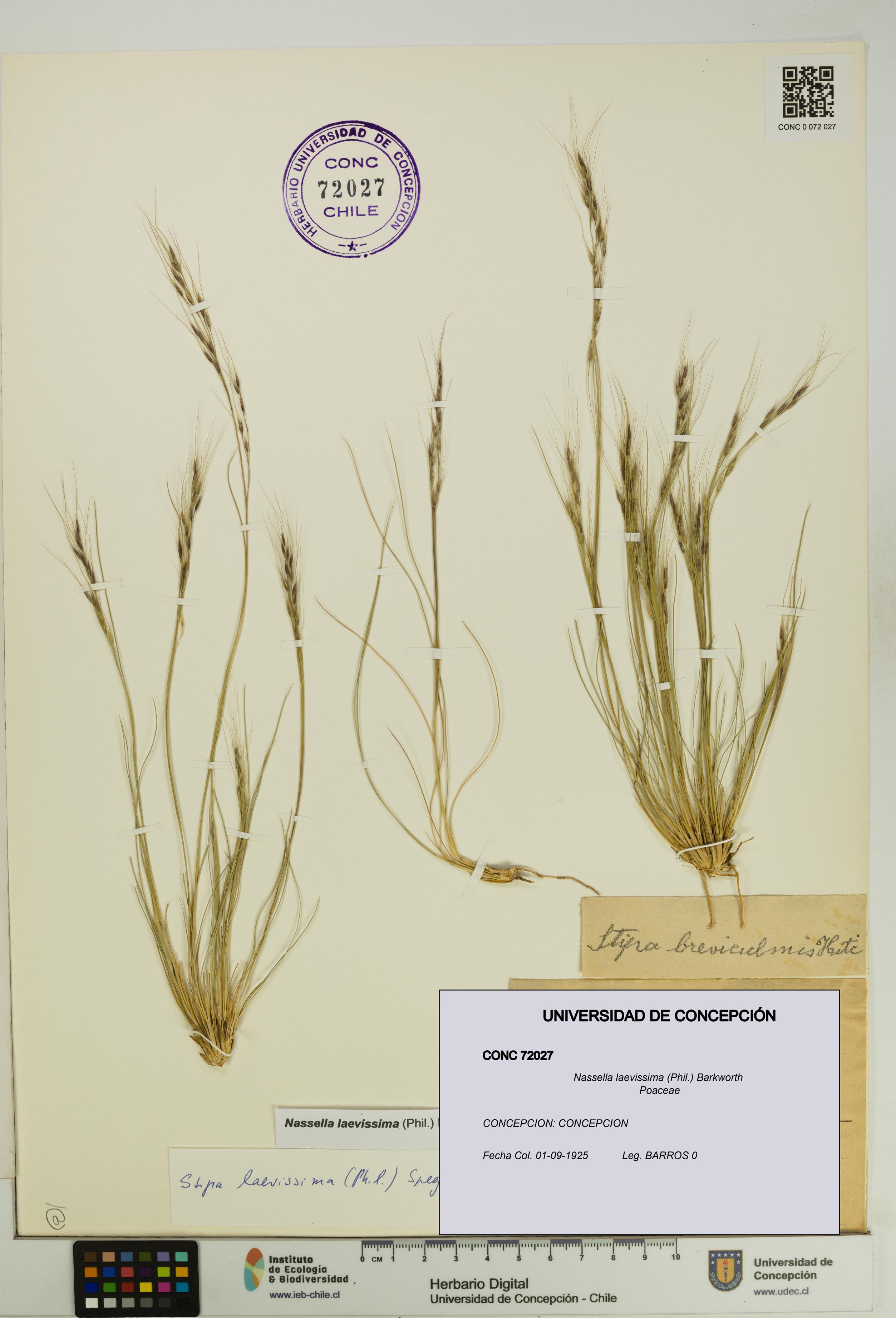 Nassella laevissima [Espécimen: UDEC:CONC:0072027]