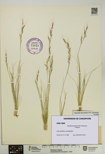 Nassella laevissima [Espécimen: UDEC:CONC:0072028]