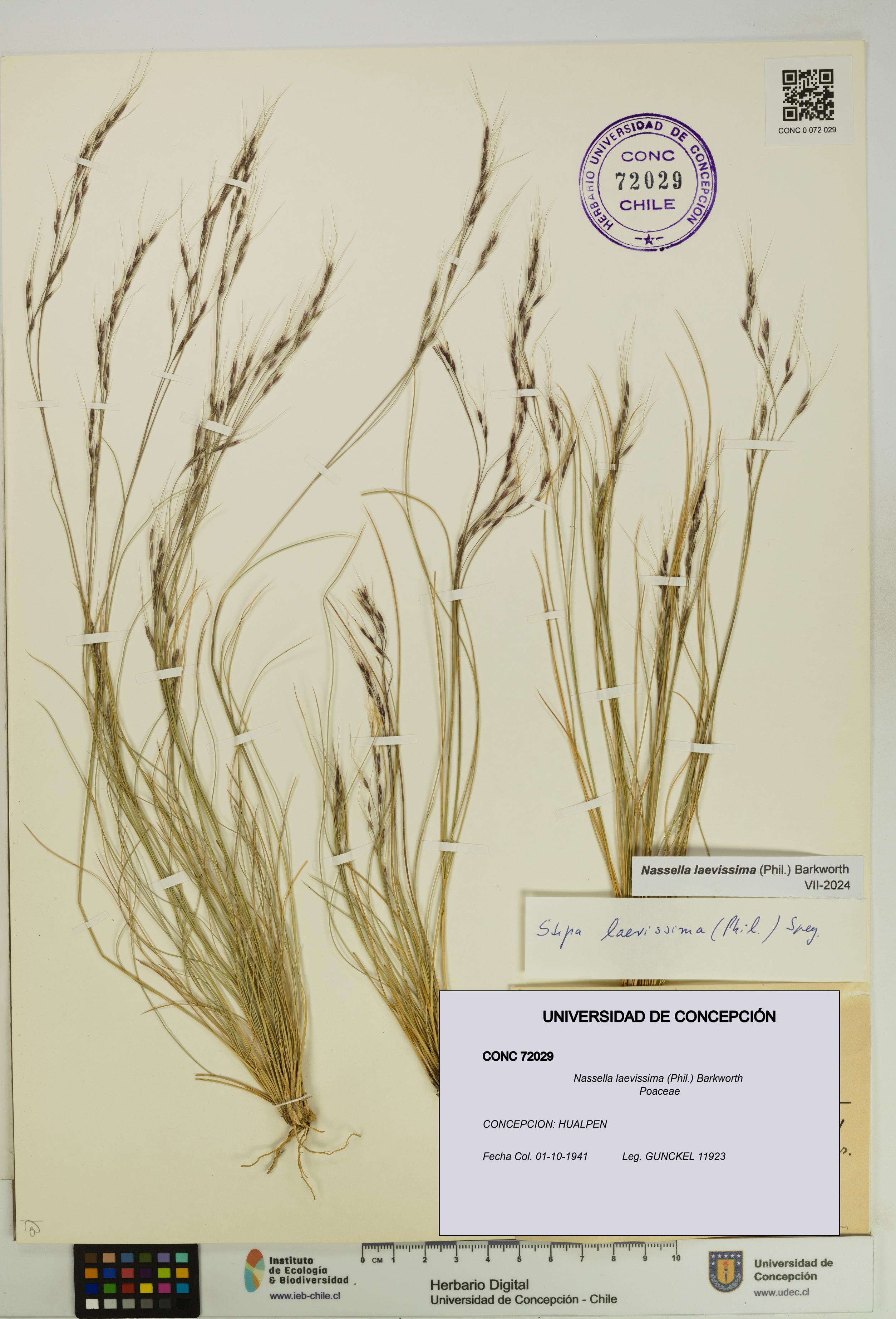 Nassella laevissima [Espécimen: UDEC:CONC:0072029]