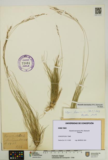 Nassella laevissima [Espécimen: UDEC:CONC:0072031]