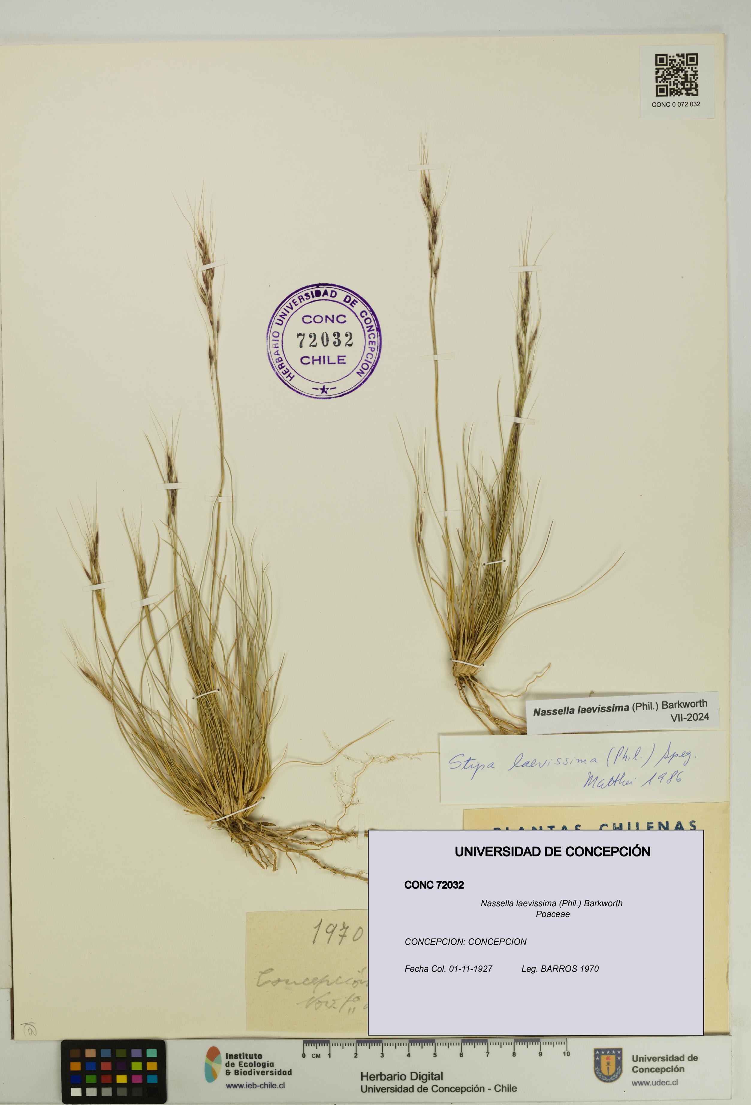 Nassella laevissima [Espécimen: UDEC:CONC:0072032]