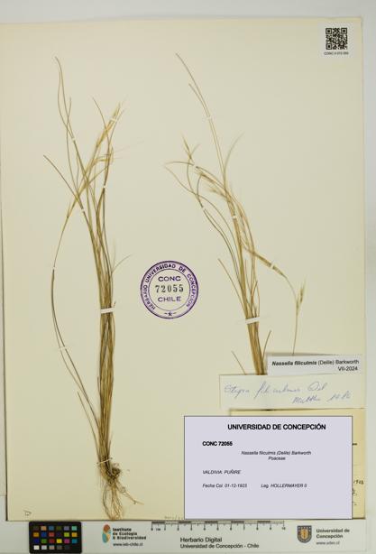 Nassella filiculmis [Espécimen: UDEC:CONC:0072055]