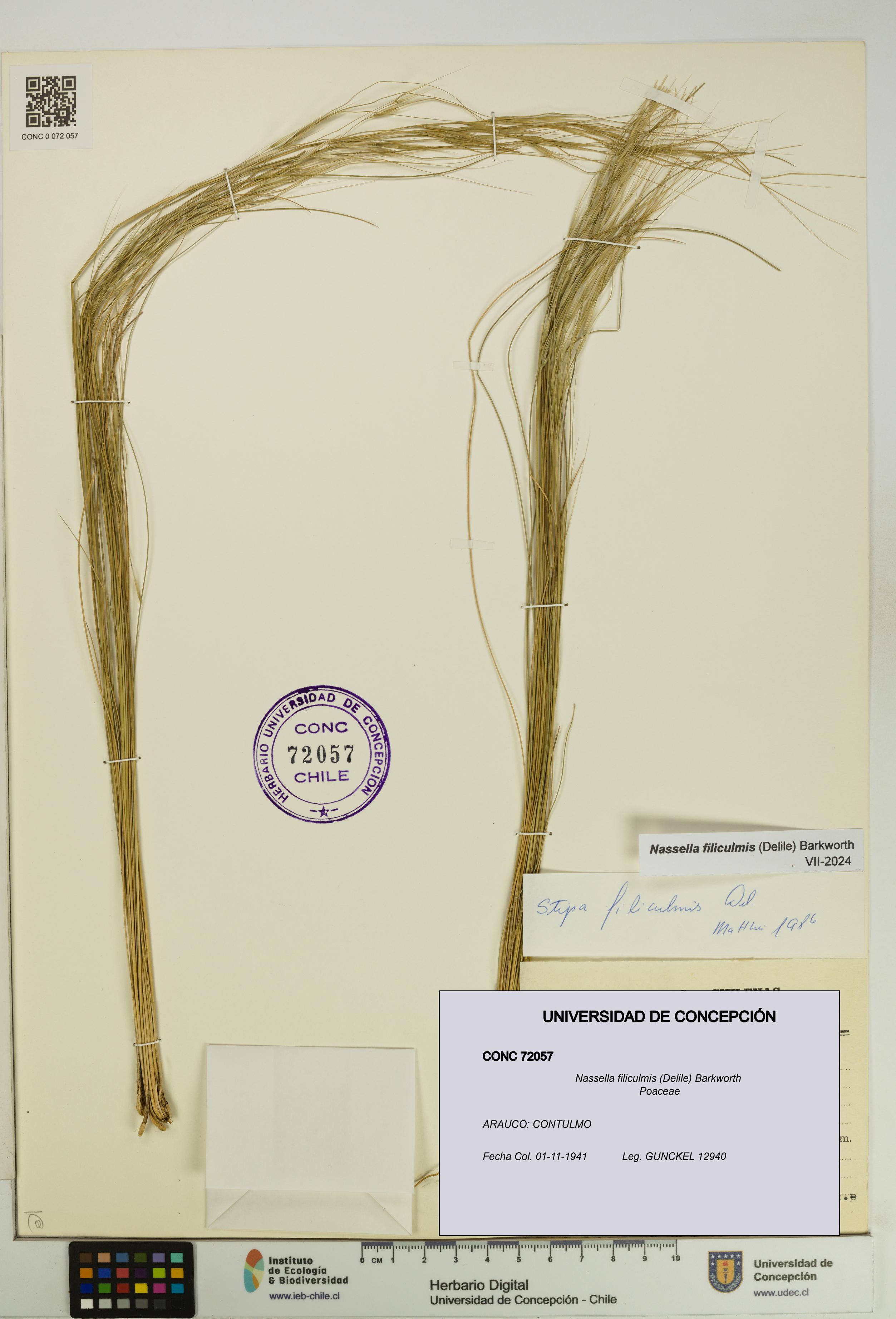Nassella filiculmis [Espécimen: UDEC:CONC:0072057]