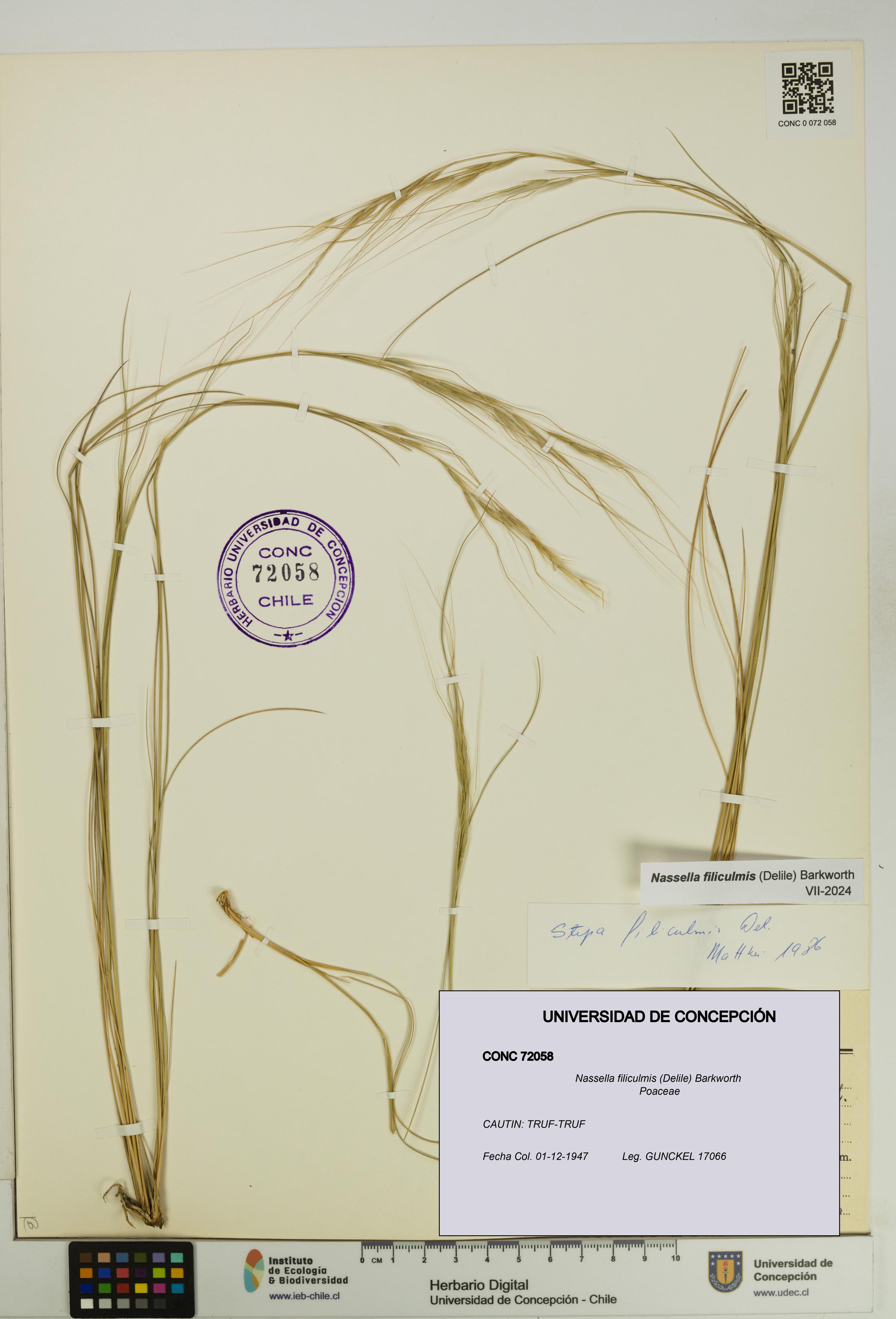 Nassella filiculmis [Espécimen: UDEC:CONC:0072058]