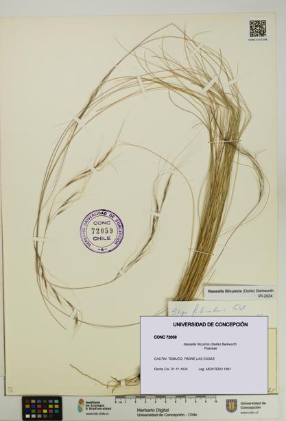 Nassella filiculmis [Espécimen: UDEC:CONC:0072059]