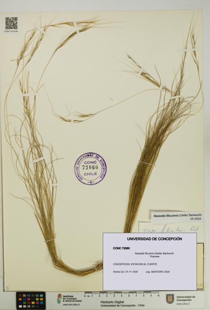 Nassella filiculmis [Espécimen: UDEC:CONC:0072060]
