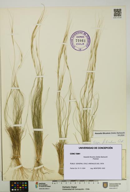 Nassella filiculmis [Espécimen: UDEC:CONC:0072061]