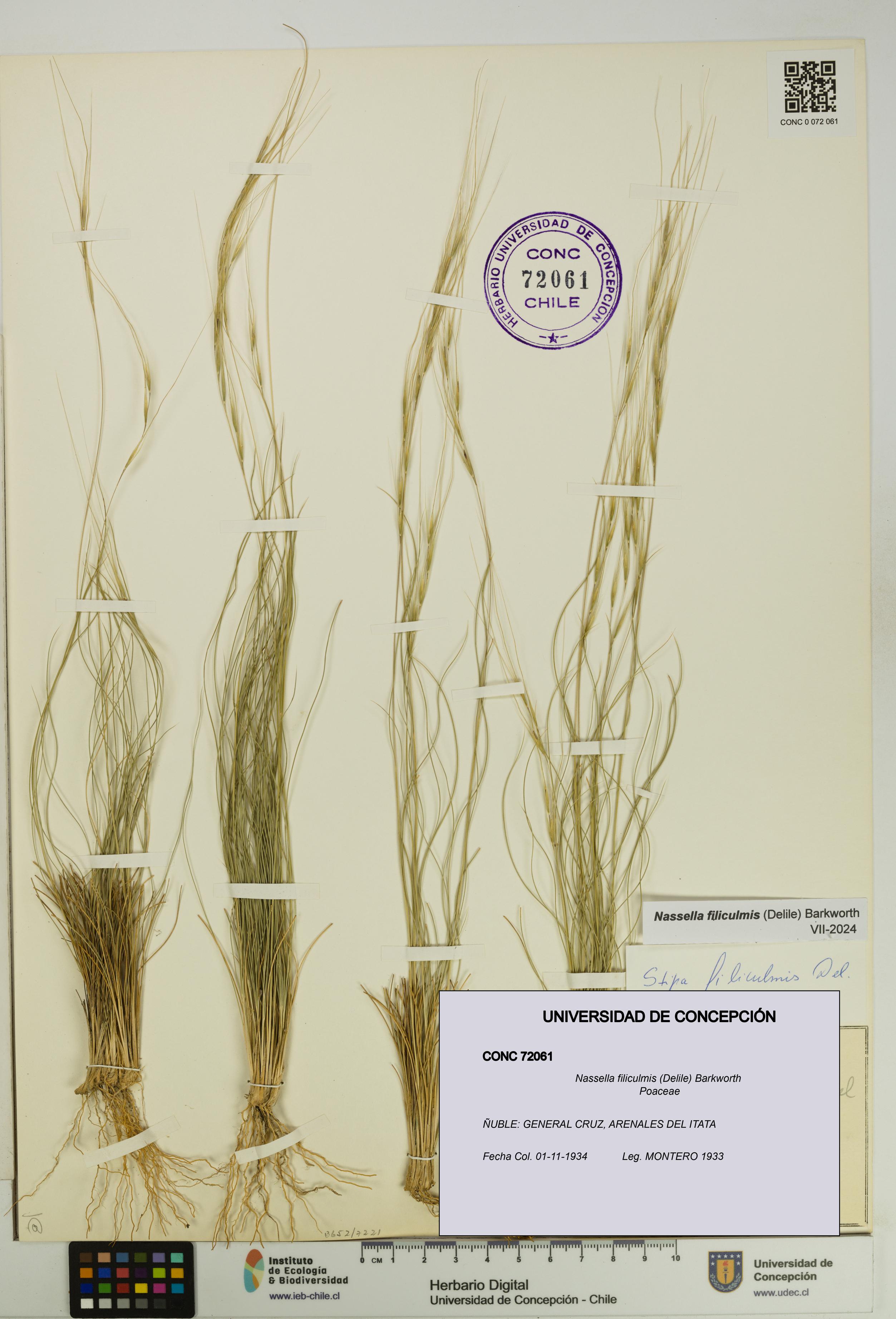 Nassella filiculmis [Espécimen: UDEC:CONC:0072061]