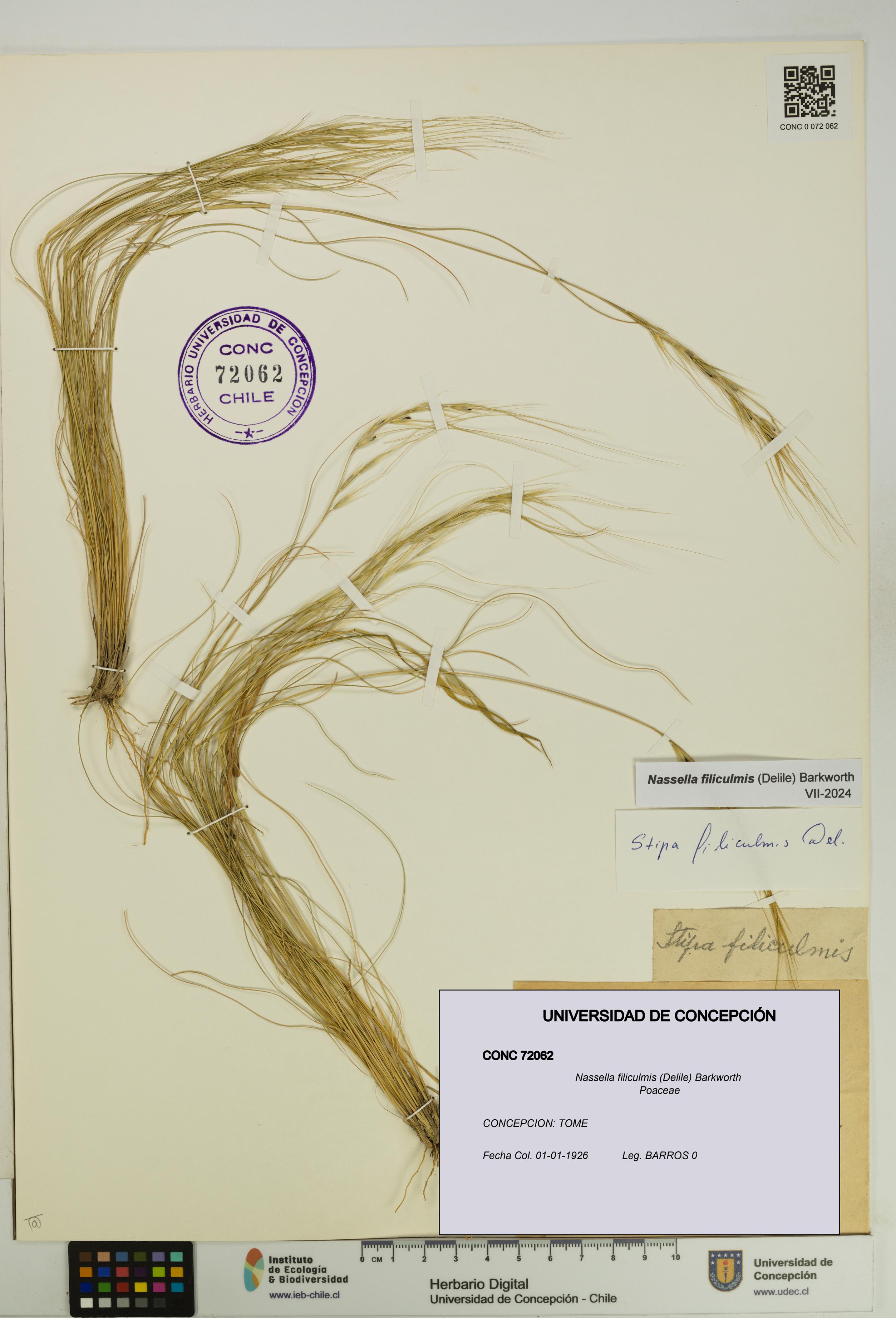 Nassella filiculmis [Espécimen: UDEC:CONC:0072062]