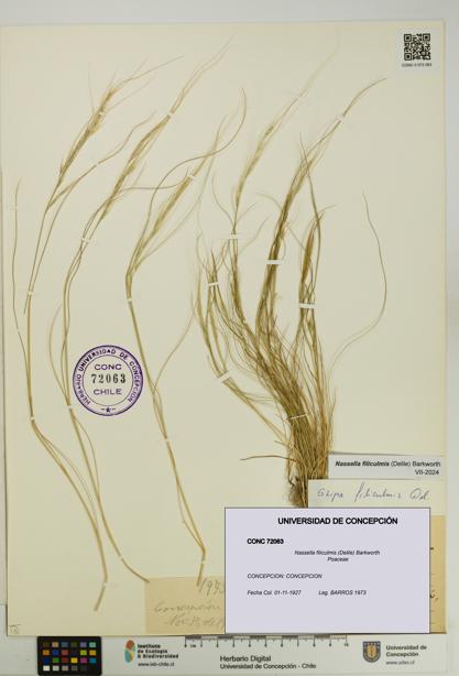 Nassella filiculmis [Espécimen: UDEC:CONC:0072063]