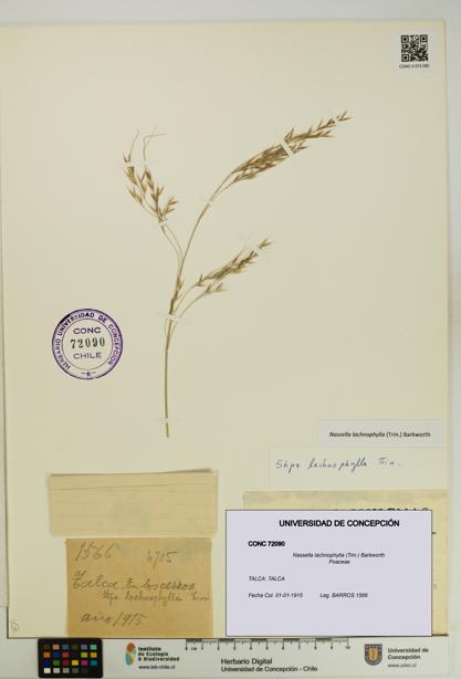Nassella lachnophylla [Espécimen: UDEC:CONC:0072090]