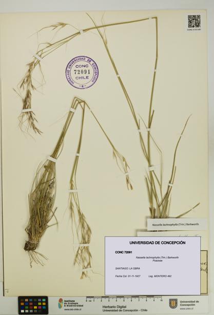 Nassella lachnophylla [Espécimen: UDEC:CONC:0072091]
