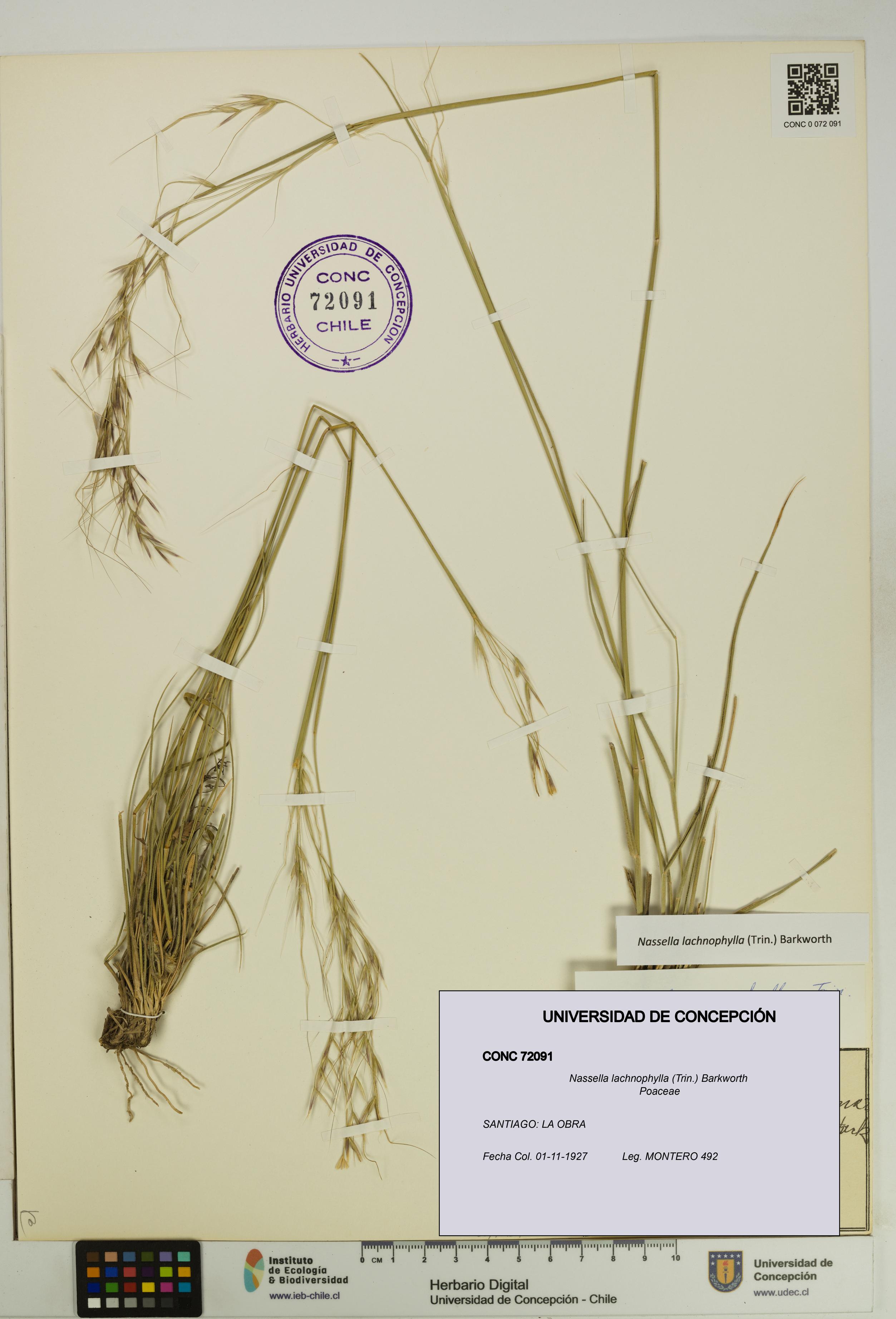 Nassella lachnophylla [Espécimen: UDEC:CONC:0072091]