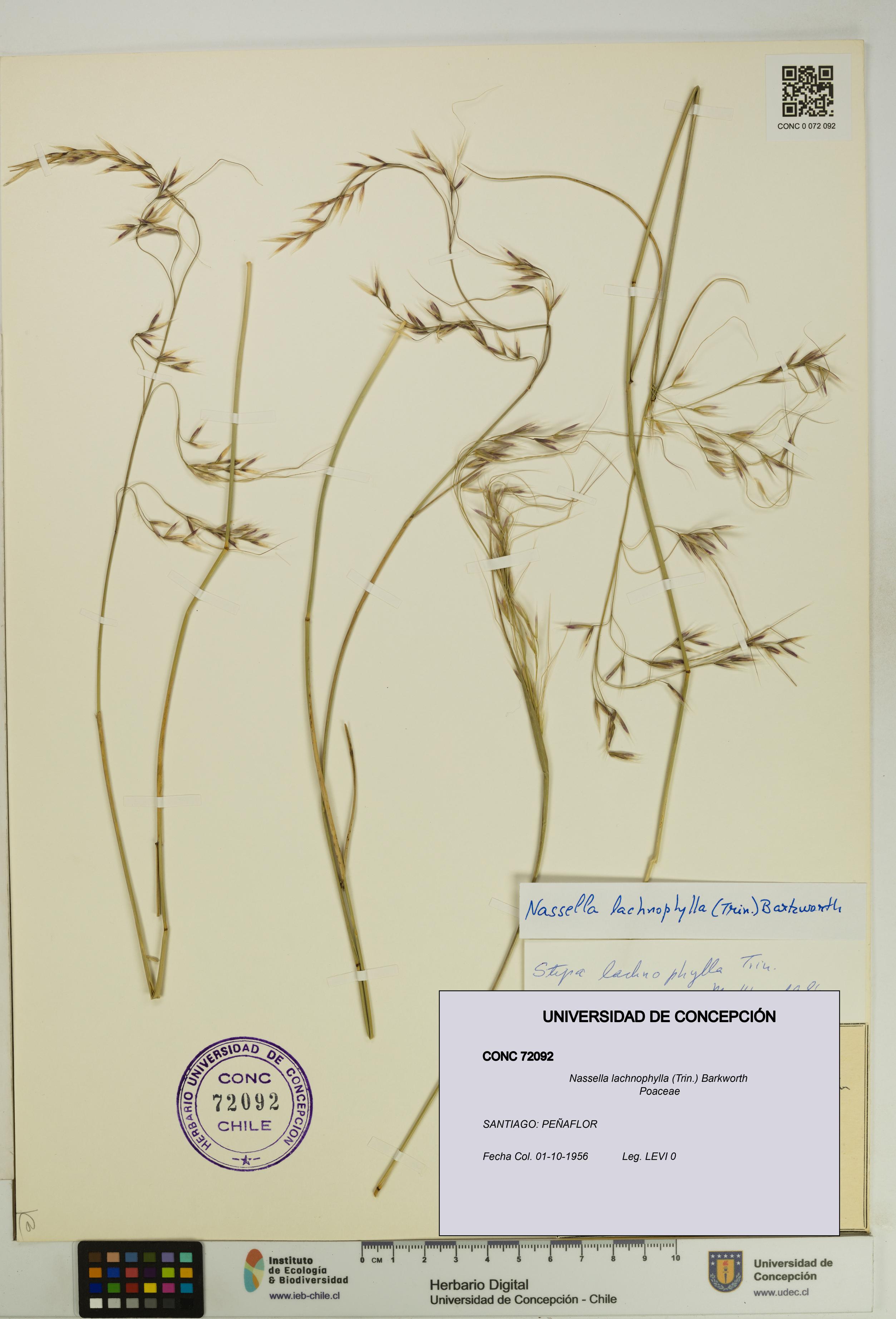 Nassella lachnophylla [Espécimen: UDEC:CONC:0072092]