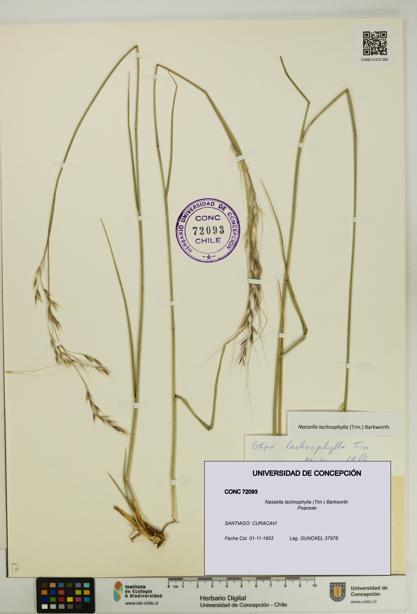 Nassella lachnophylla [Espécimen: UDEC:CONC:0072093]