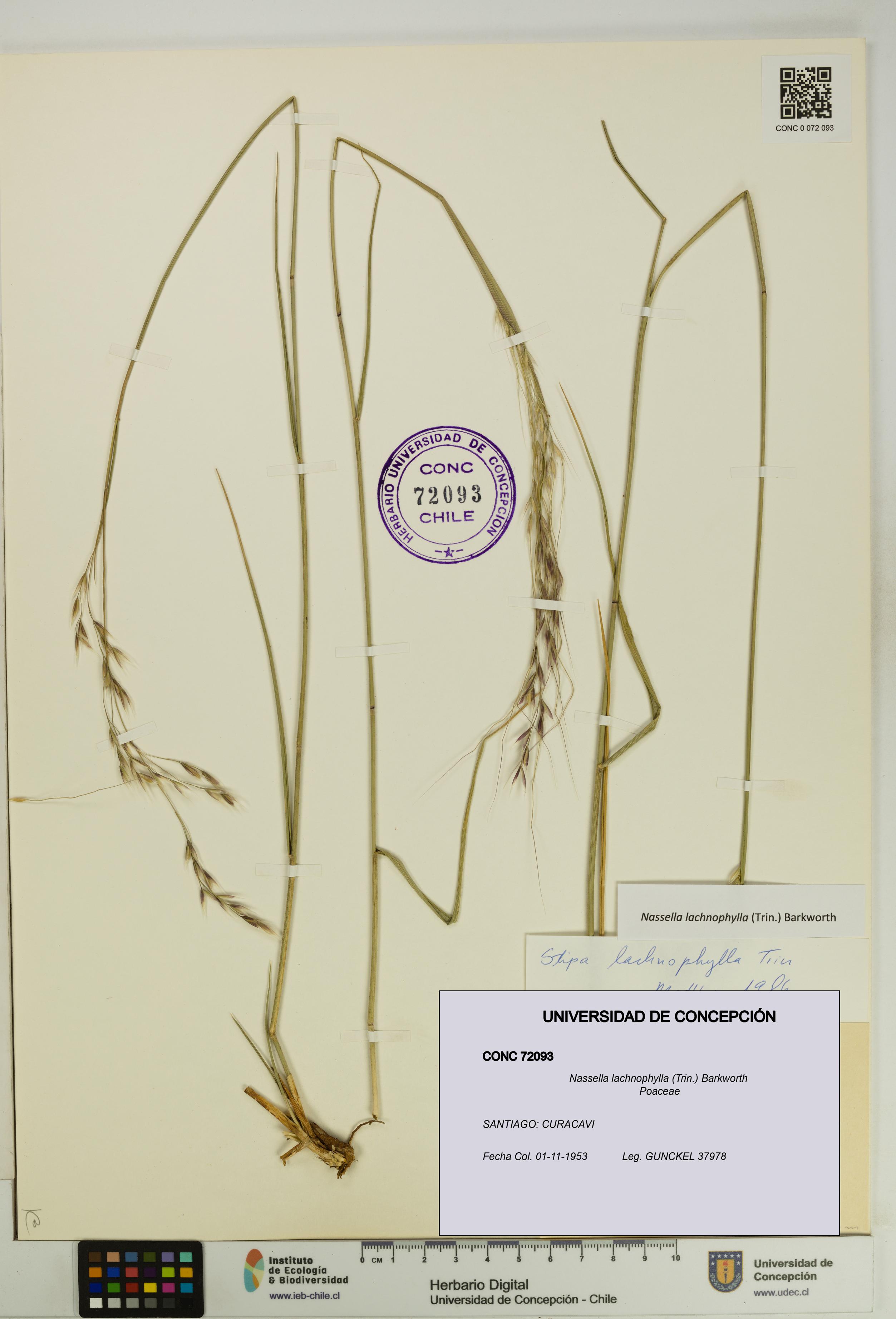Nassella lachnophylla [Espécimen: UDEC:CONC:0072093]