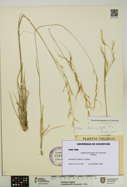 Nassella lachnophylla [Espécimen: UDEC:CONC:0072094]