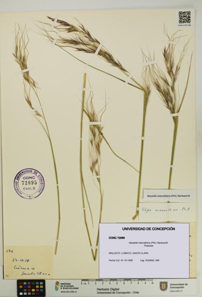 Nassella macrathera [Espécimen: UDEC:CONC:0072095]