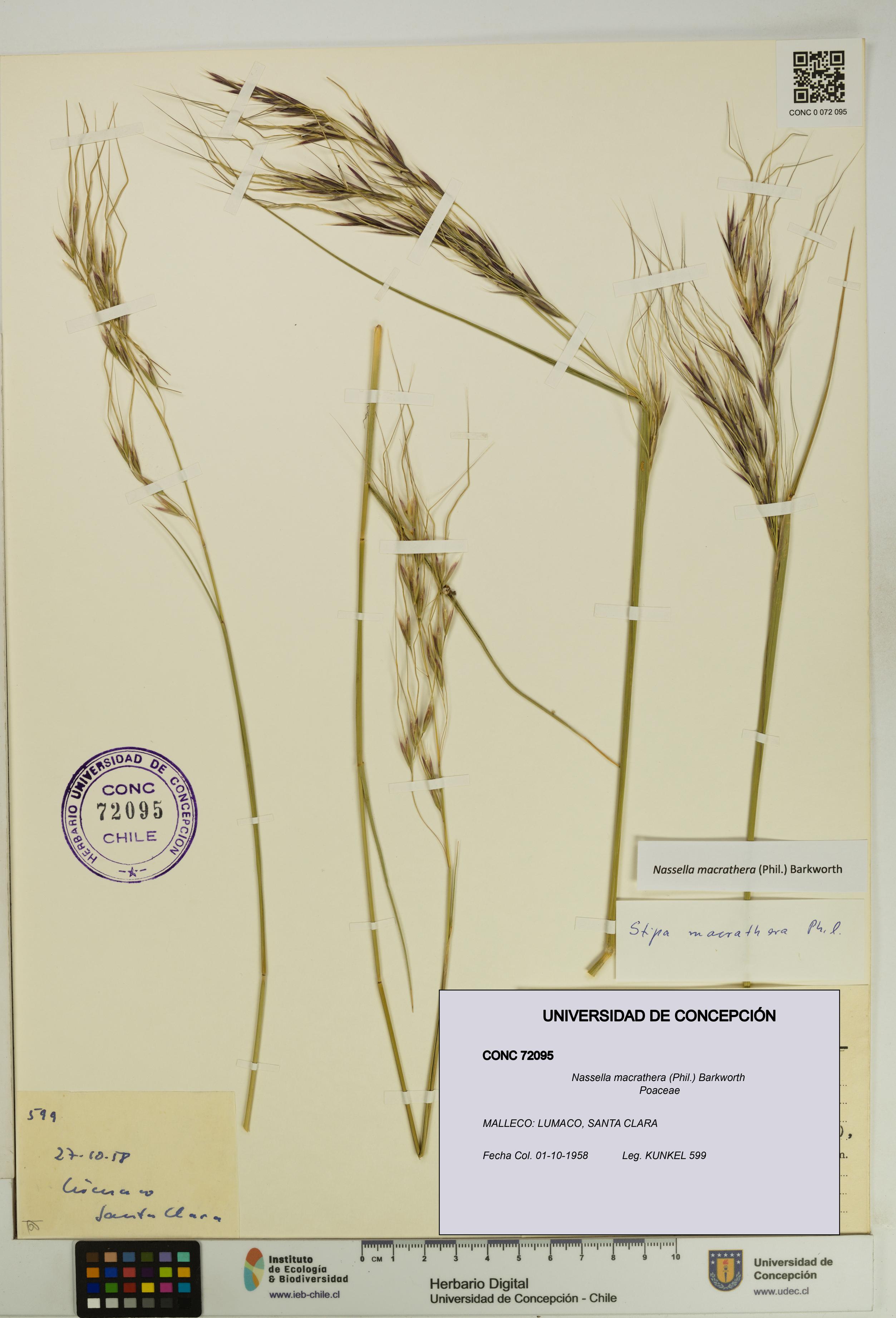 Nassella macrathera [Espécimen: UDEC:CONC:0072095]