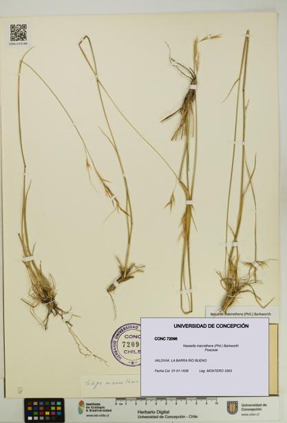 Nassella macrathera [Espécimen: UDEC:CONC:0072096]