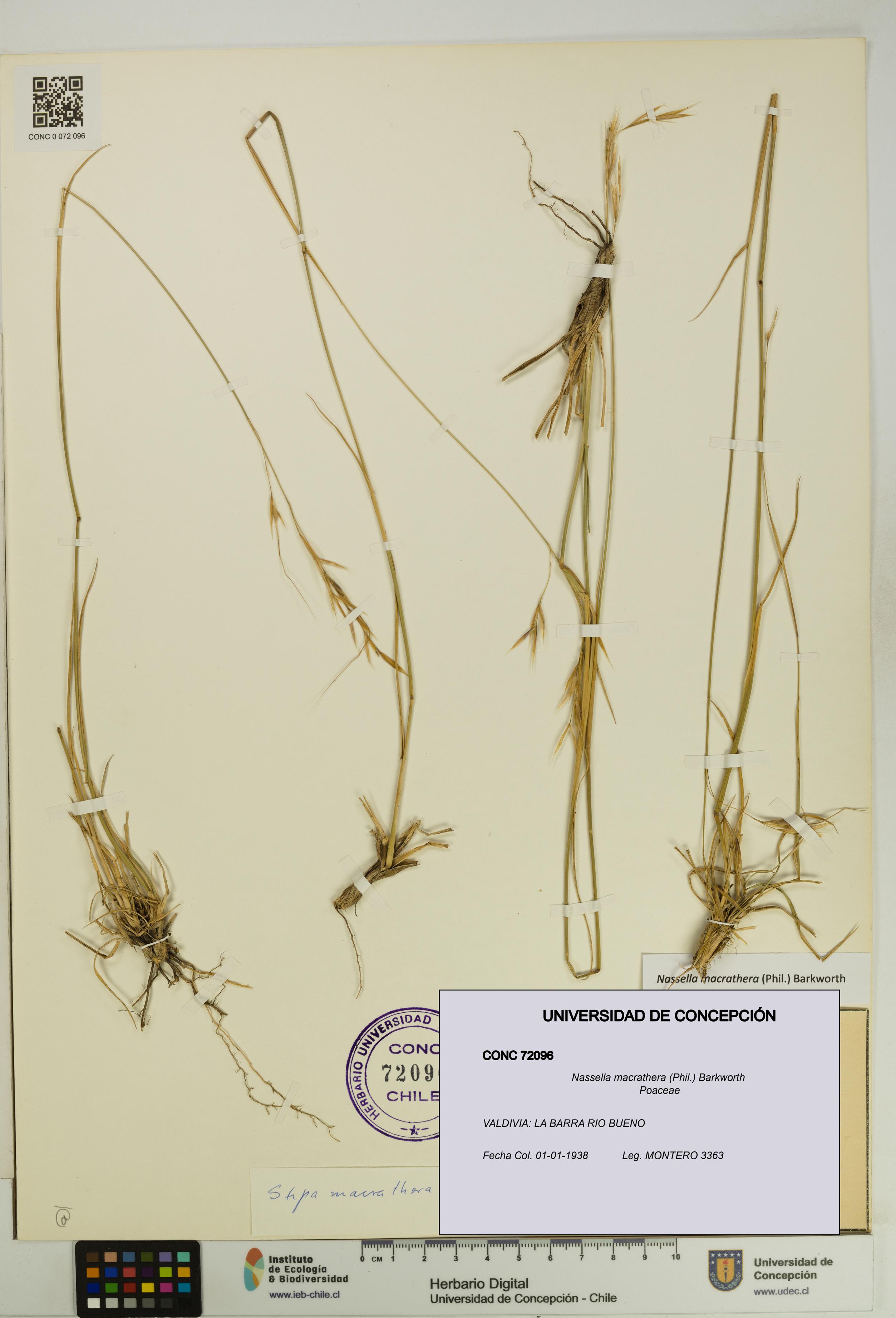 Nassella macrathera [Espécimen: UDEC:CONC:0072096]