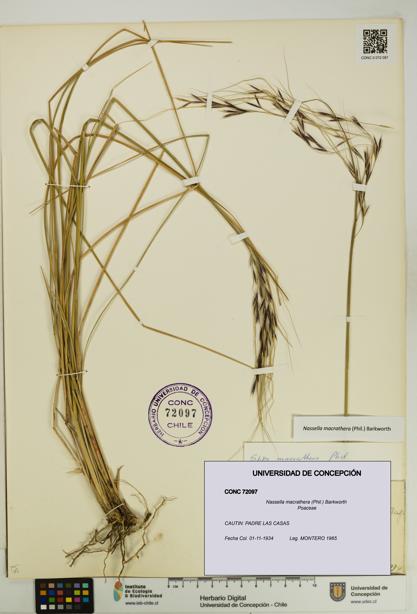 Nassella macrathera [Espécimen: UDEC:CONC:0072097]