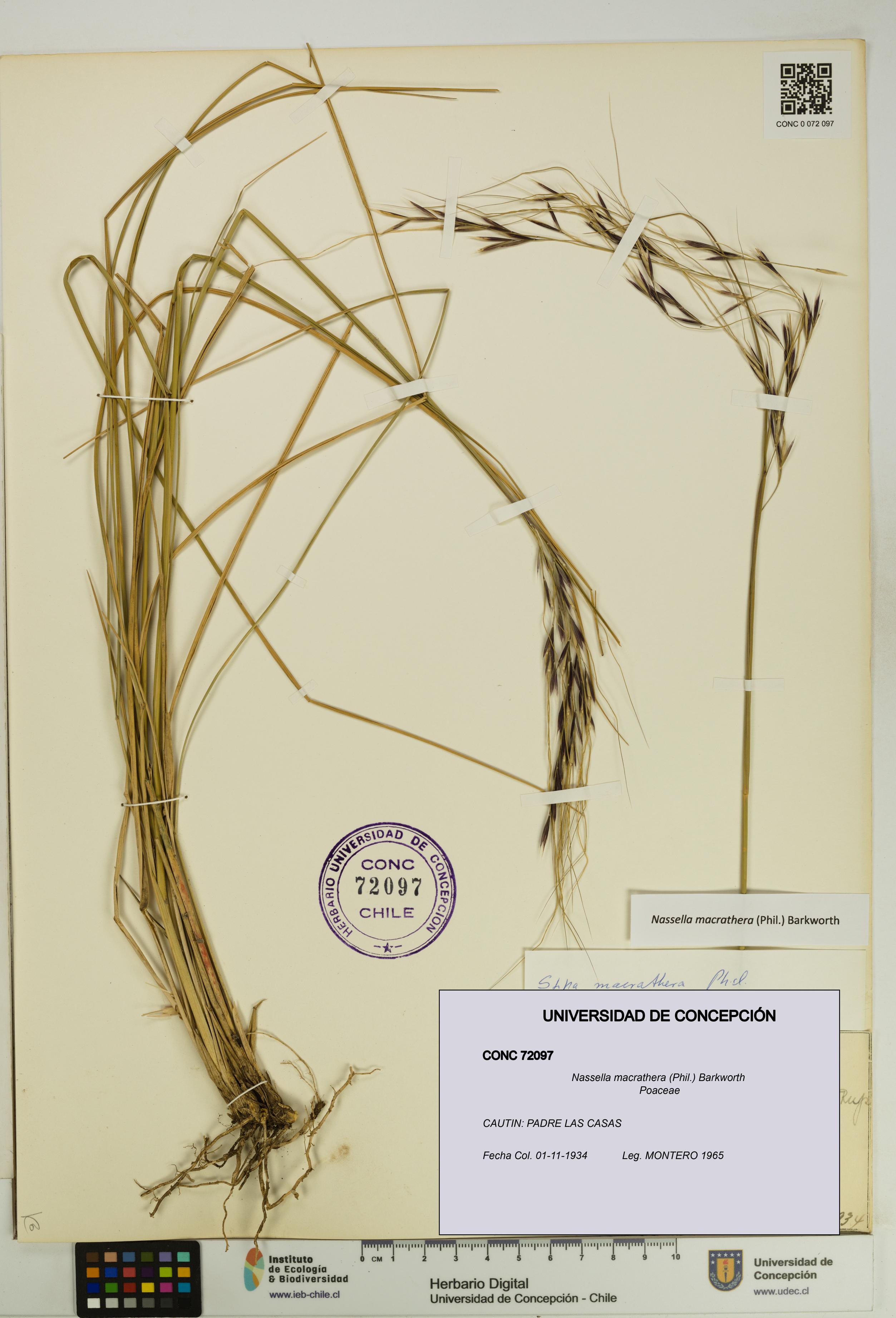 Nassella macrathera [Espécimen: UDEC:CONC:0072097]