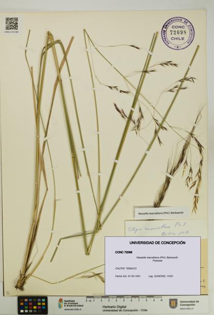 Nassella macrathera [Espécimen: UDEC:CONC:0072098]