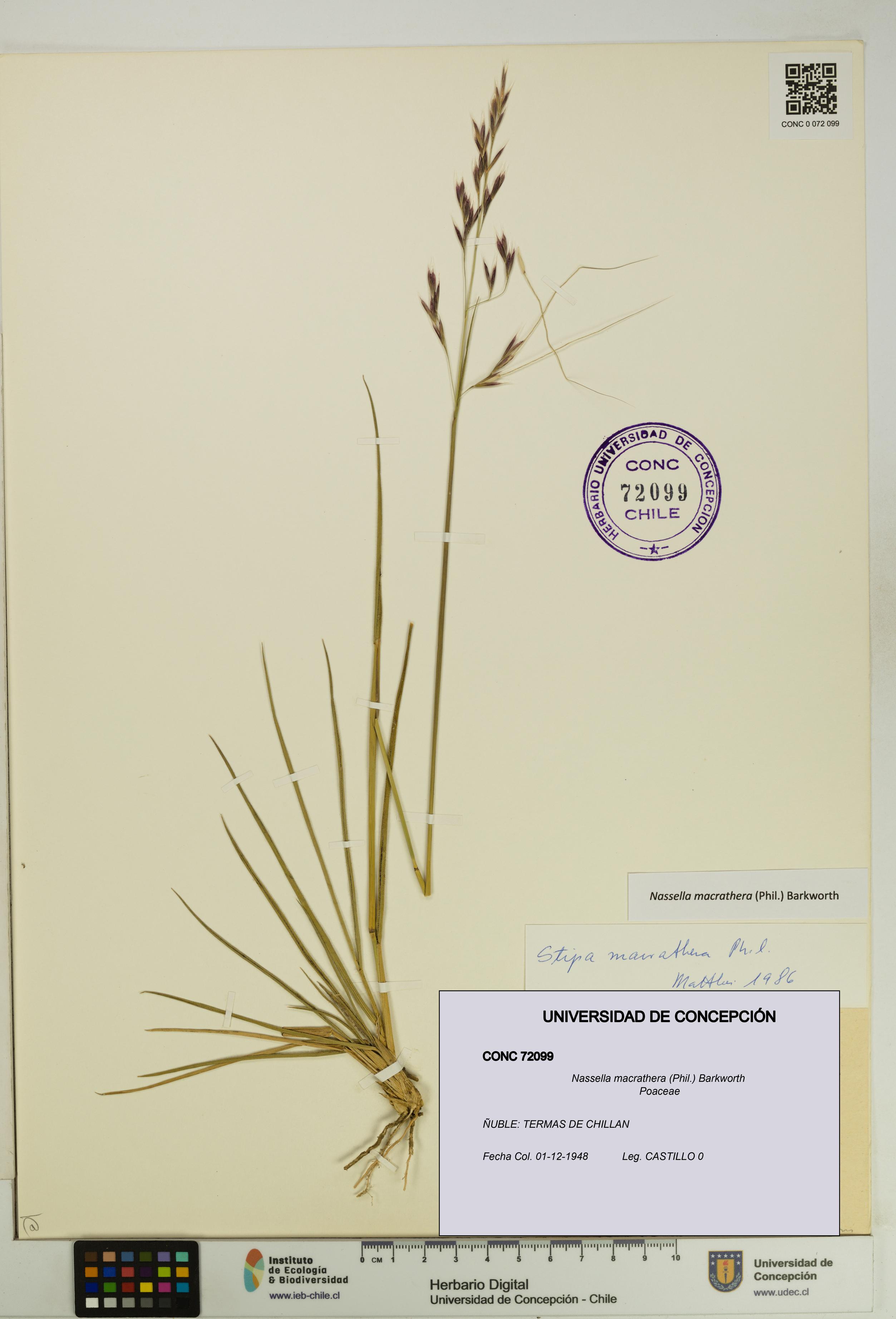 Nassella macrathera [Espécimen: UDEC:CONC:0072099]