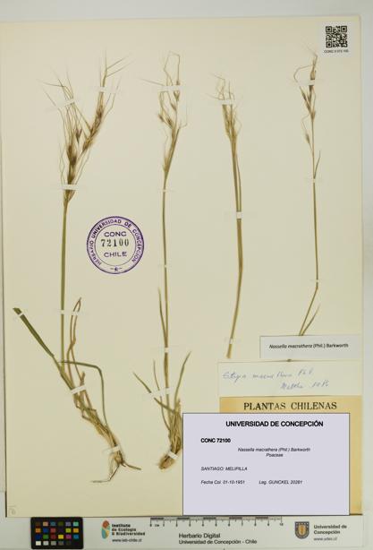Nassella macrathera [Espécimen: UDEC:CONC:0072100]