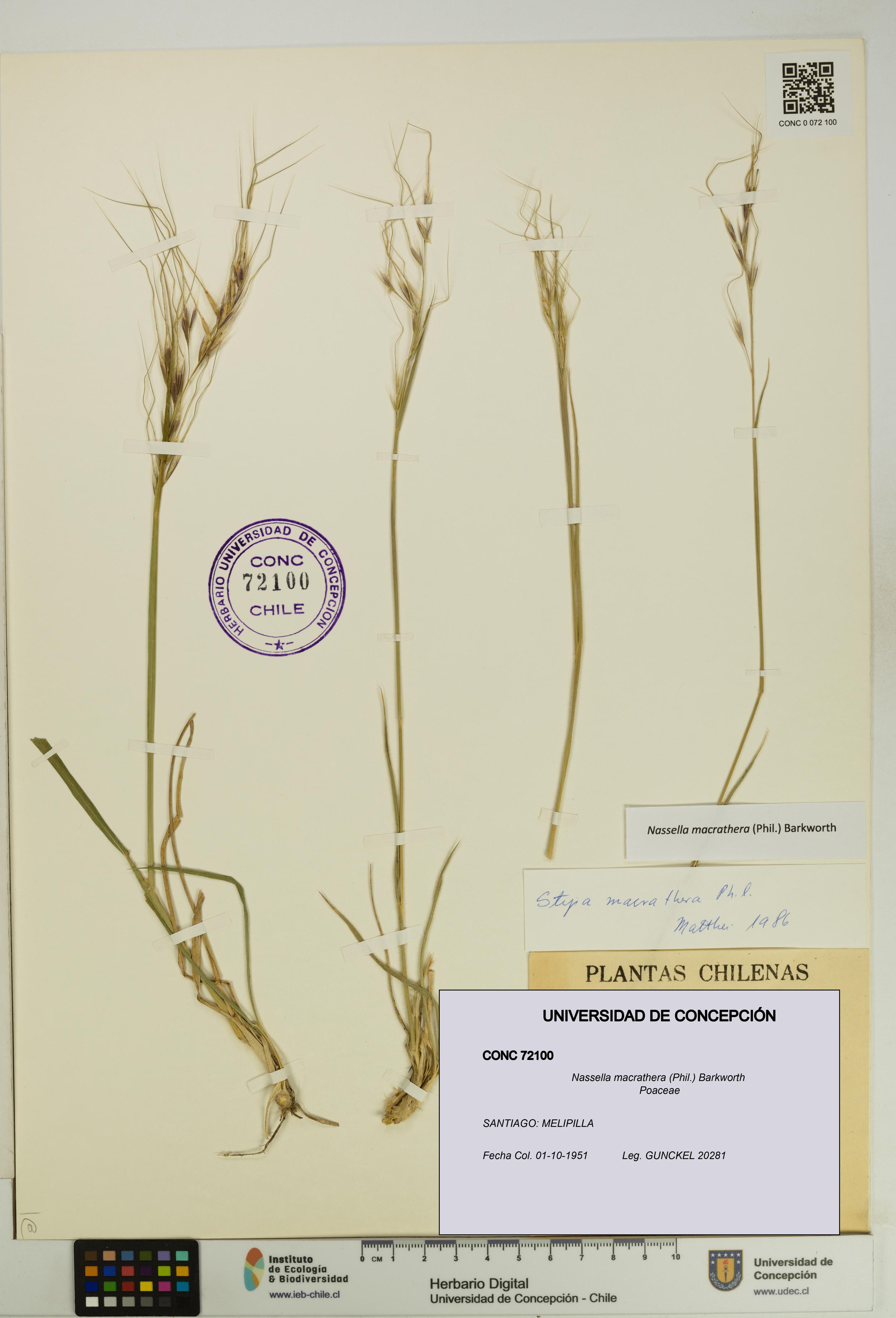 Nassella macrathera [Espécimen: UDEC:CONC:0072100]