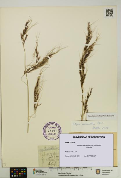 Nassella macrathera [Espécimen: UDEC:CONC:0072101]