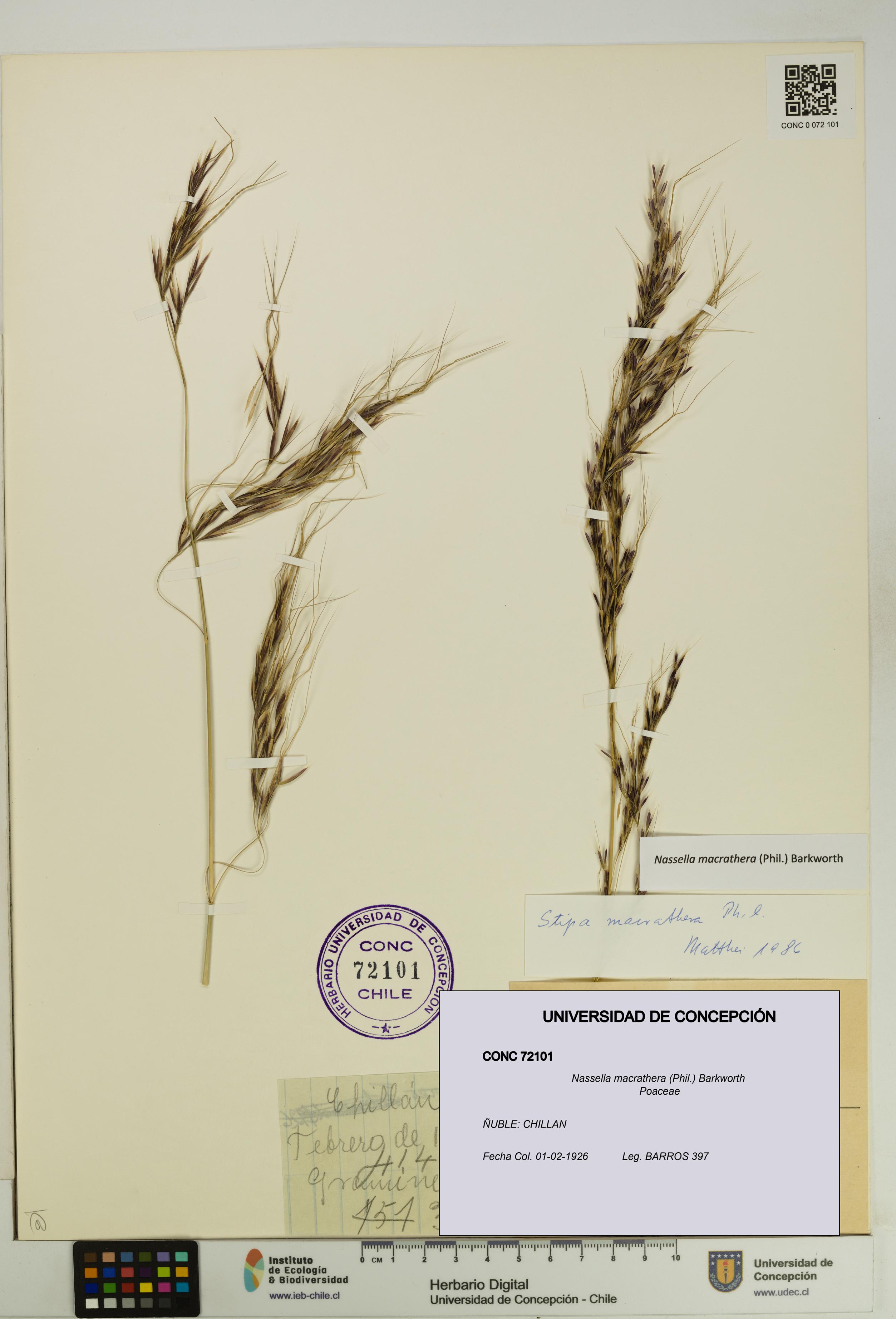 Nassella macrathera [Espécimen: UDEC:CONC:0072101]