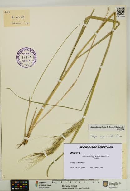 Nassella manicata [Espécimen: UDEC:CONC:0072102]