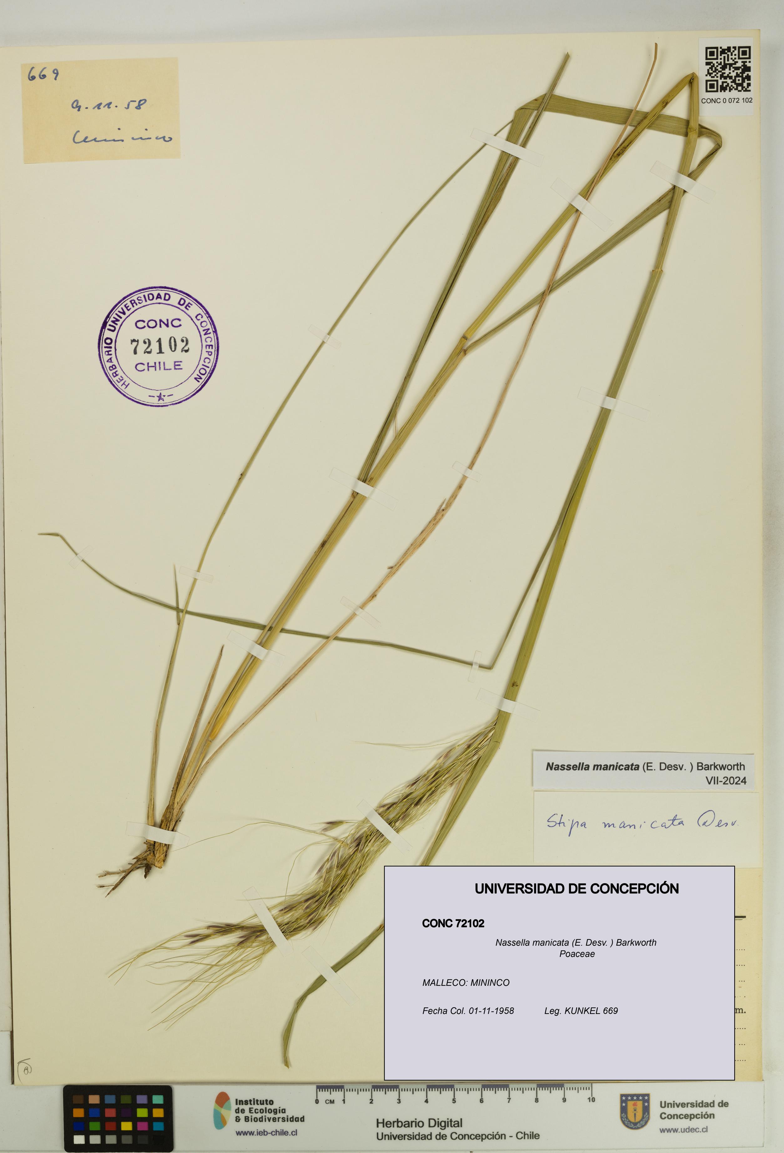 Nassella manicata [Espécimen: UDEC:CONC:0072102]