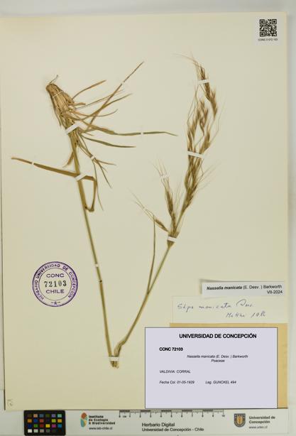 Nassella manicata [Espécimen: UDEC:CONC:0072103]