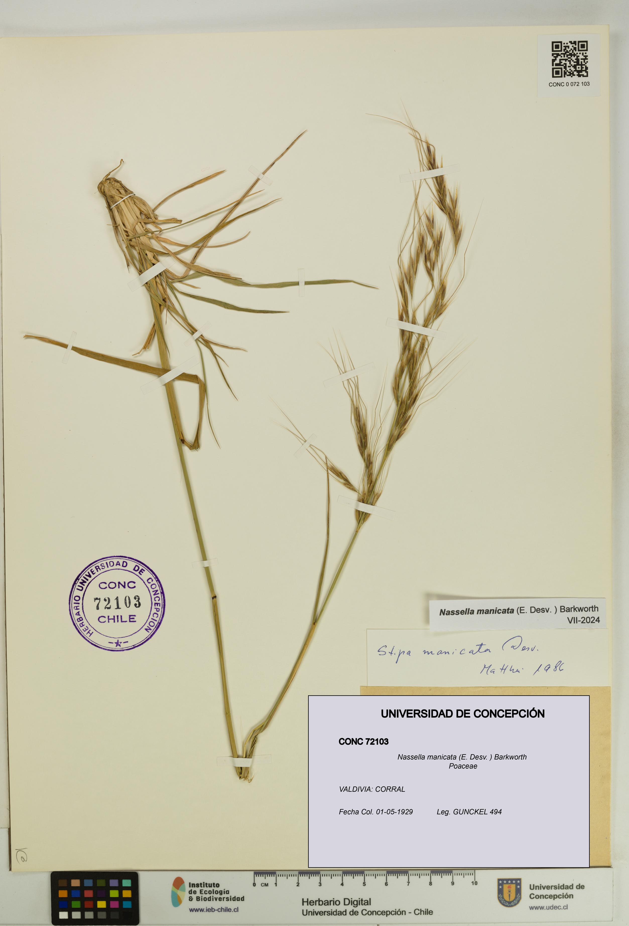 Nassella manicata [Espécimen: UDEC:CONC:0072103]