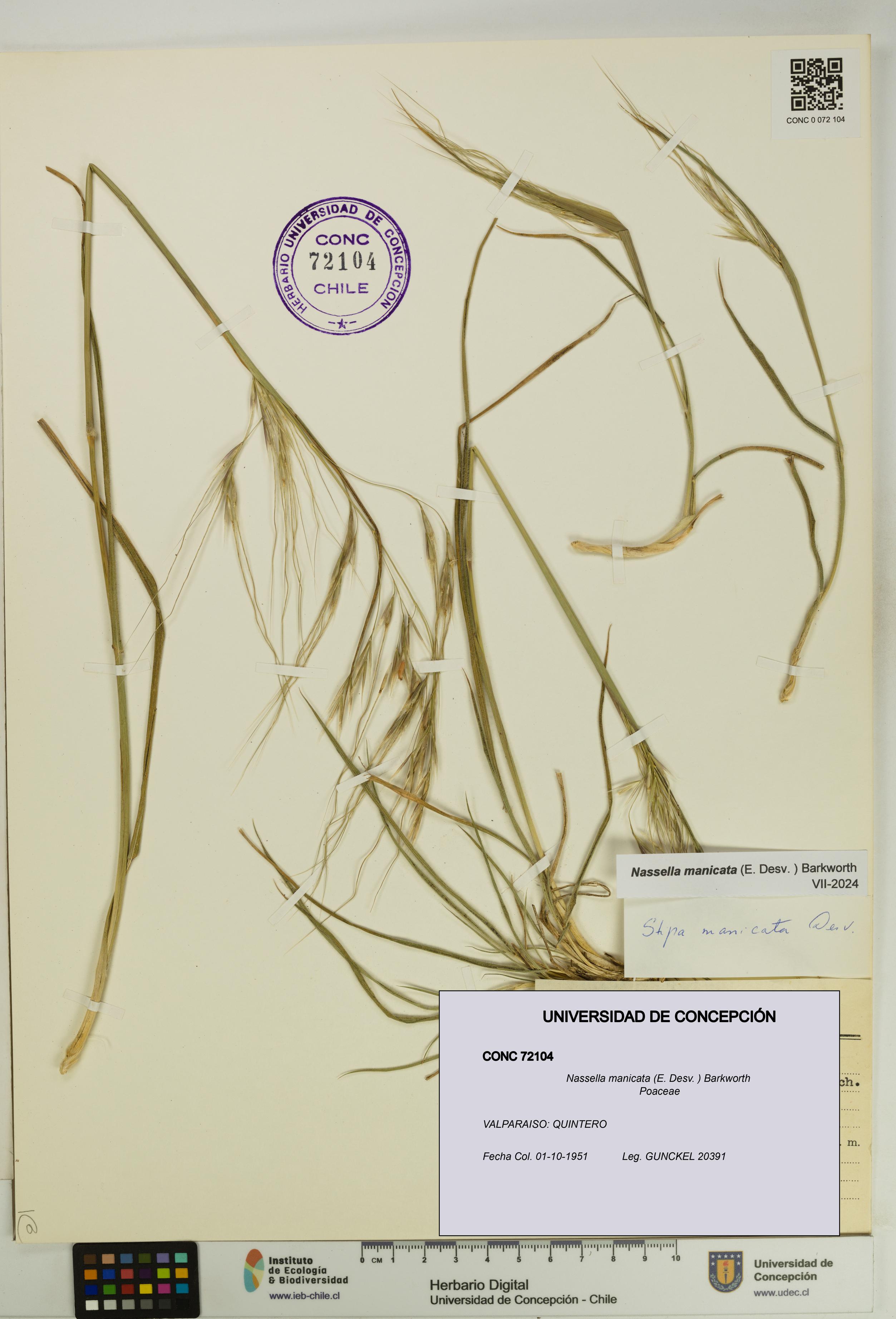 Nassella manicata [Espécimen: UDEC:CONC:0072104]