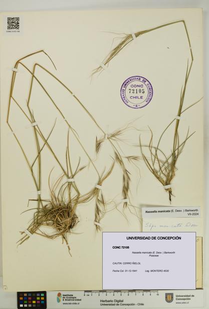 Nassella manicata [Espécimen: UDEC:CONC:0072105]