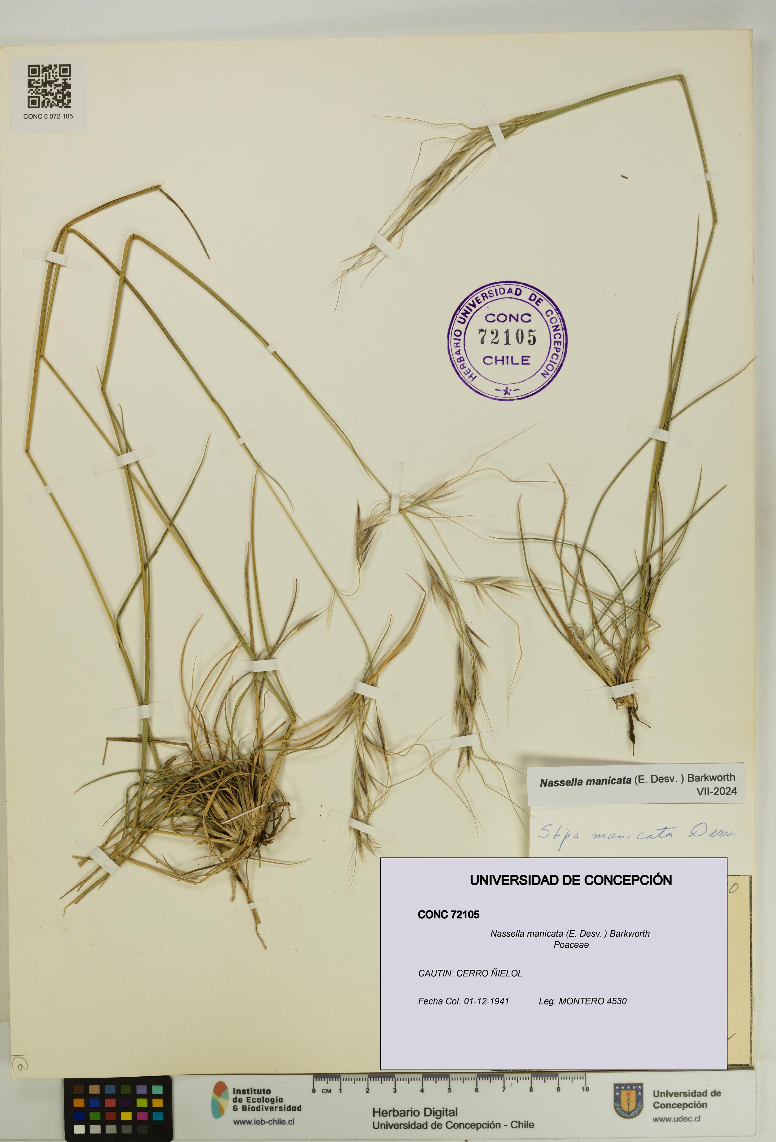 Nassella manicata [Espécimen: UDEC:CONC:0072105]