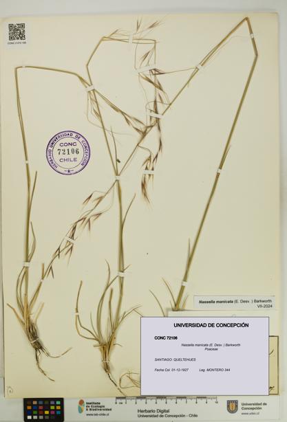 Nassella manicata [Espécimen: UDEC:CONC:0072106]