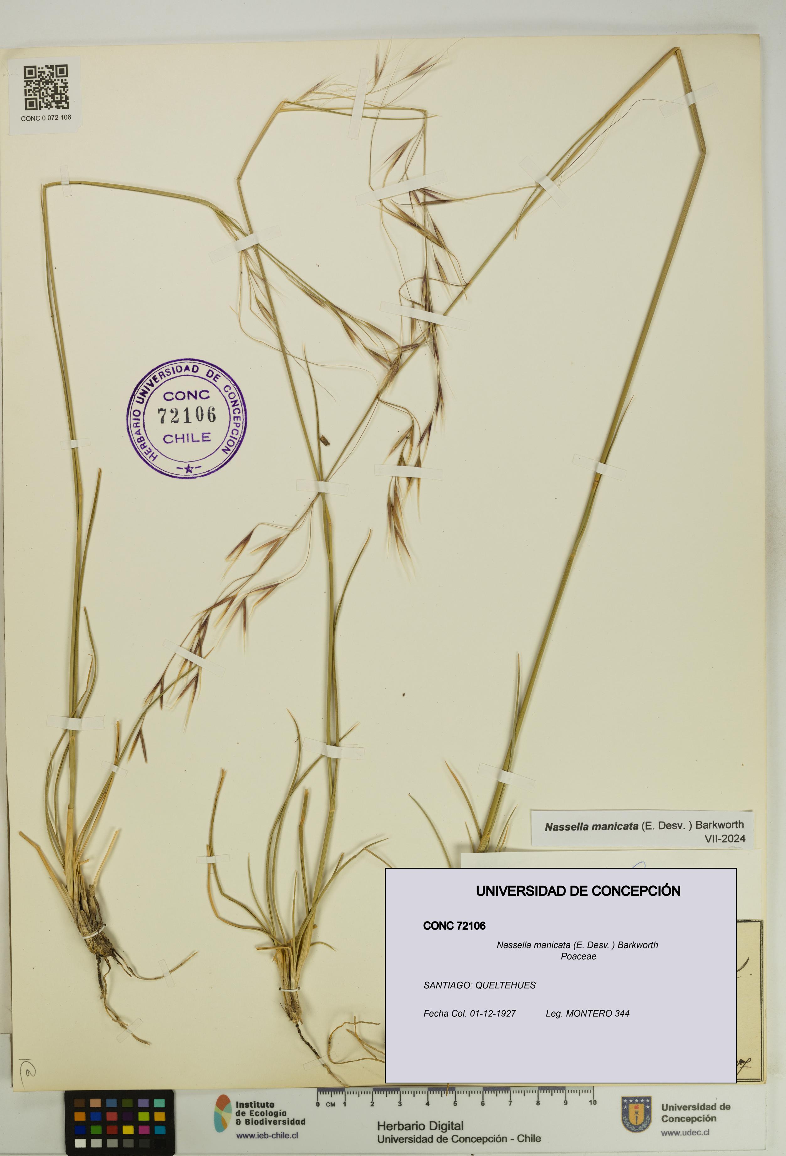 Nassella manicata [Espécimen: UDEC:CONC:0072106]