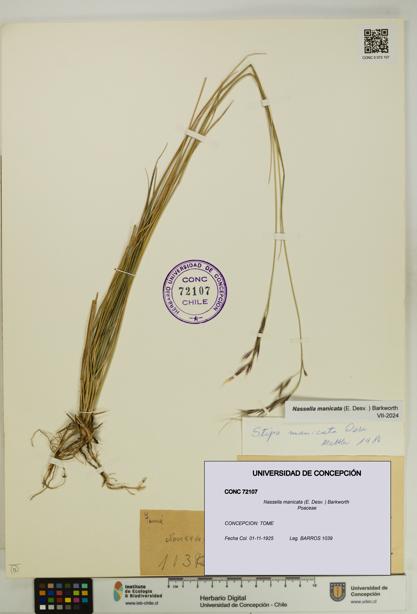 Nassella manicata [Espécimen: UDEC:CONC:0072107]