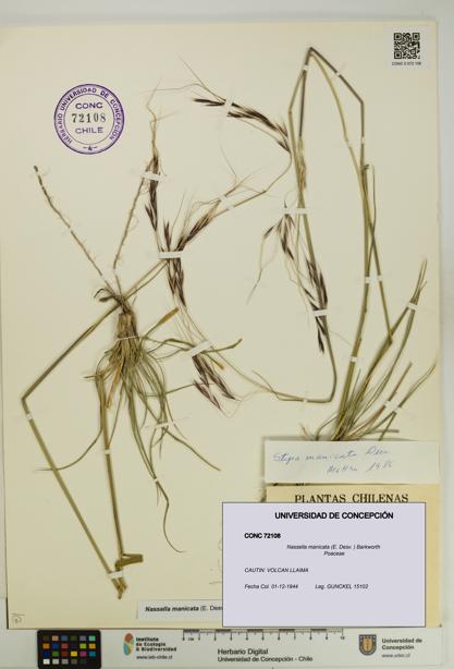 Nassella manicata [Espécimen: UDEC:CONC:0072108]