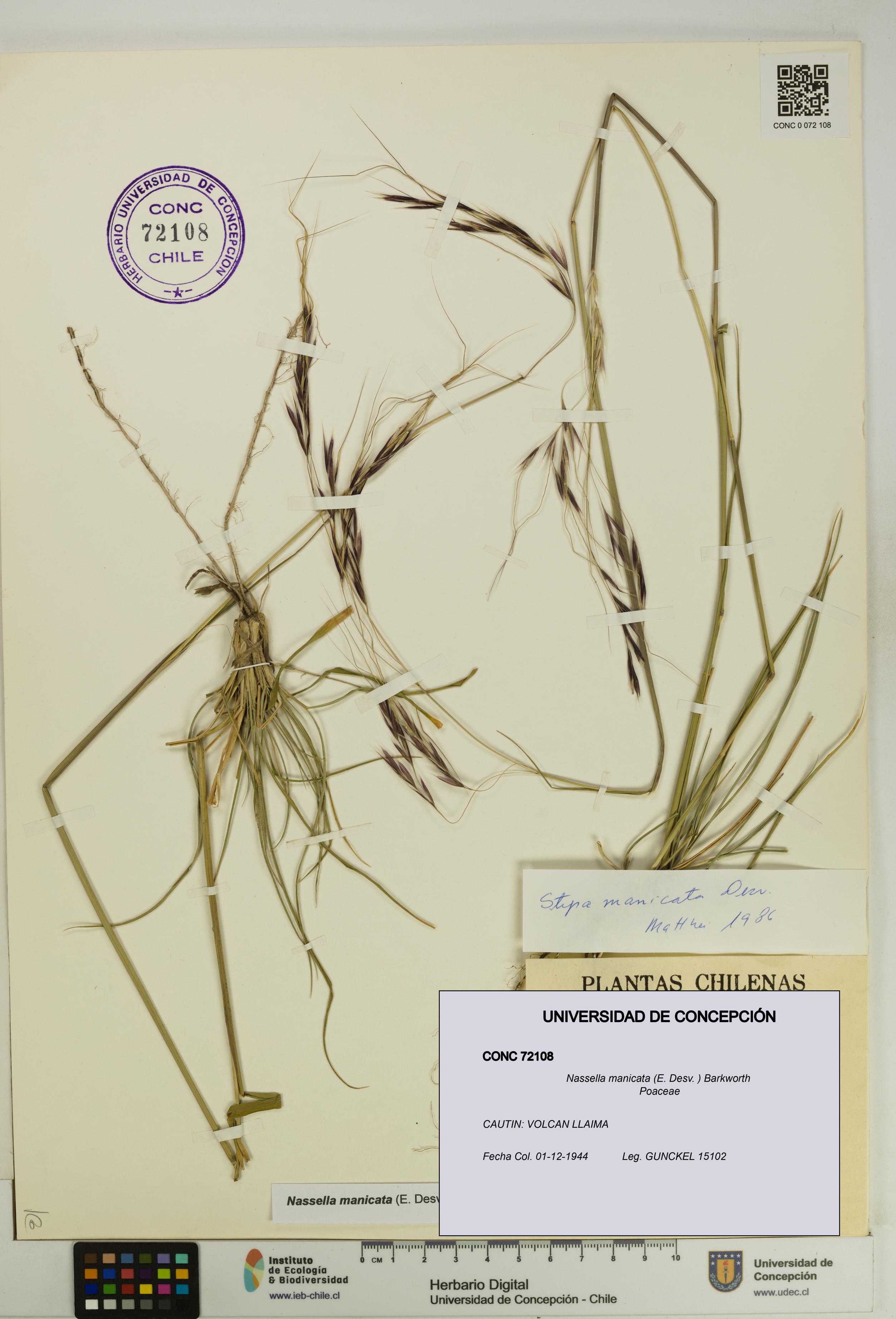 Nassella manicata [Espécimen: UDEC:CONC:0072108]